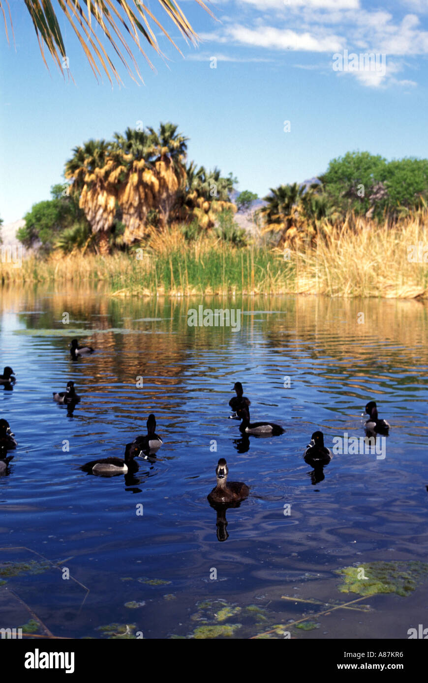natural desert oasis in Tucson Arizona, USA December Stock Photo
