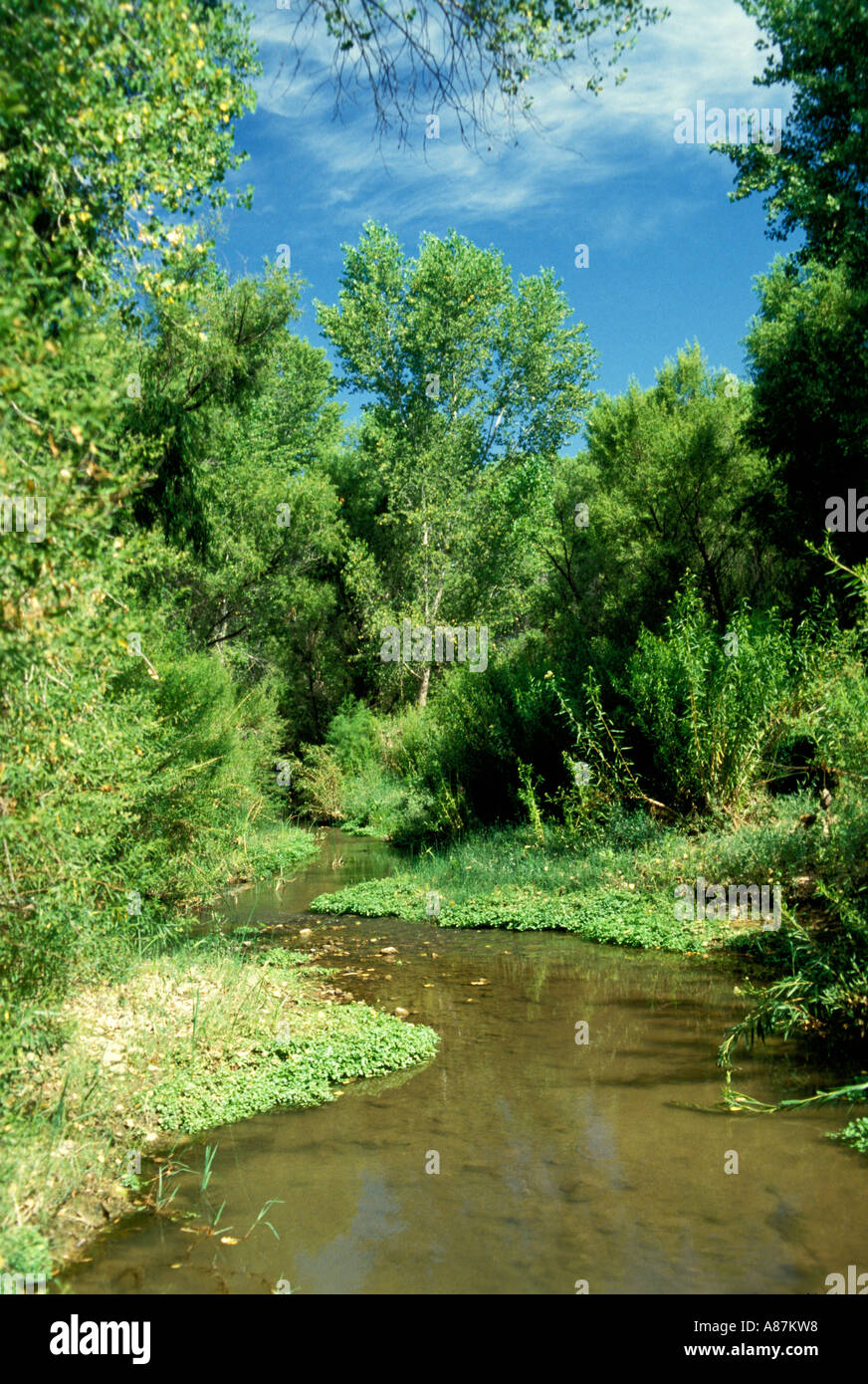 San Pedro River Cochise Co Arizona USA Typical riparian habitat used ...