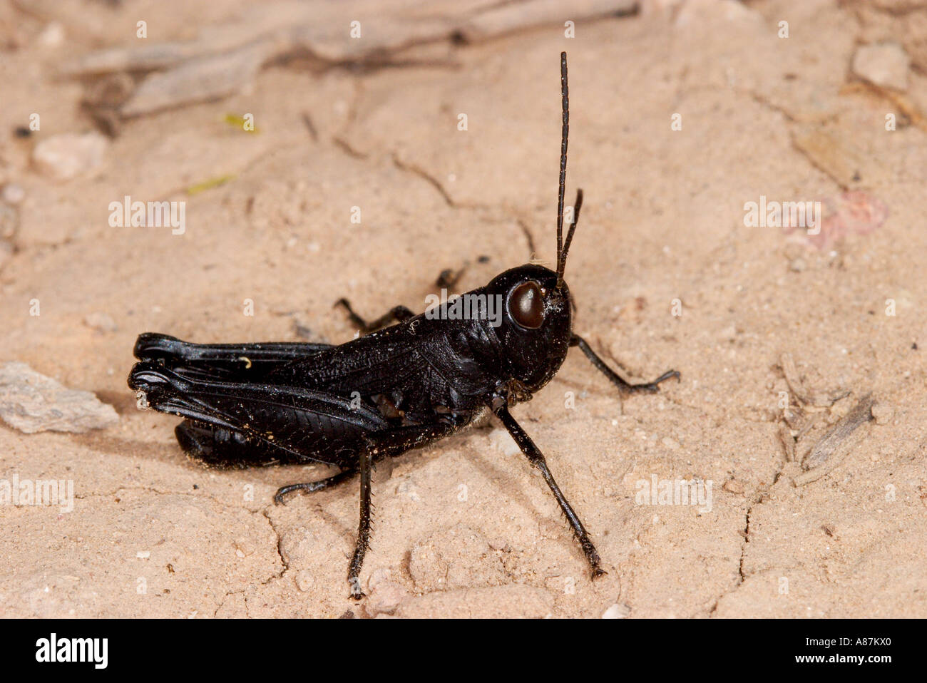 Black winged grasshopper hi-res stock photography and images - Alamy
