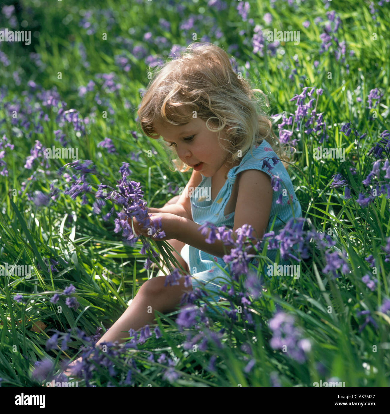 Portrait of a little Girl sitting in Field of Bluebells, West Yorkshire, England, United Kingdom Stock Photo