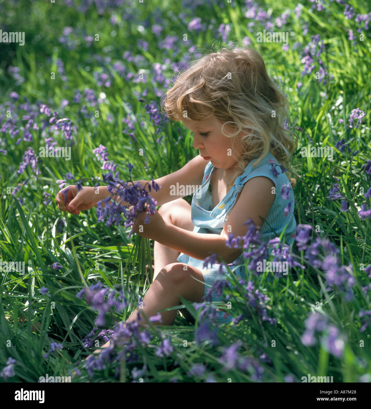 Little Girl sitting in Field of Bluebells, West Yorkshire, England, United Kingdom Stock Photo