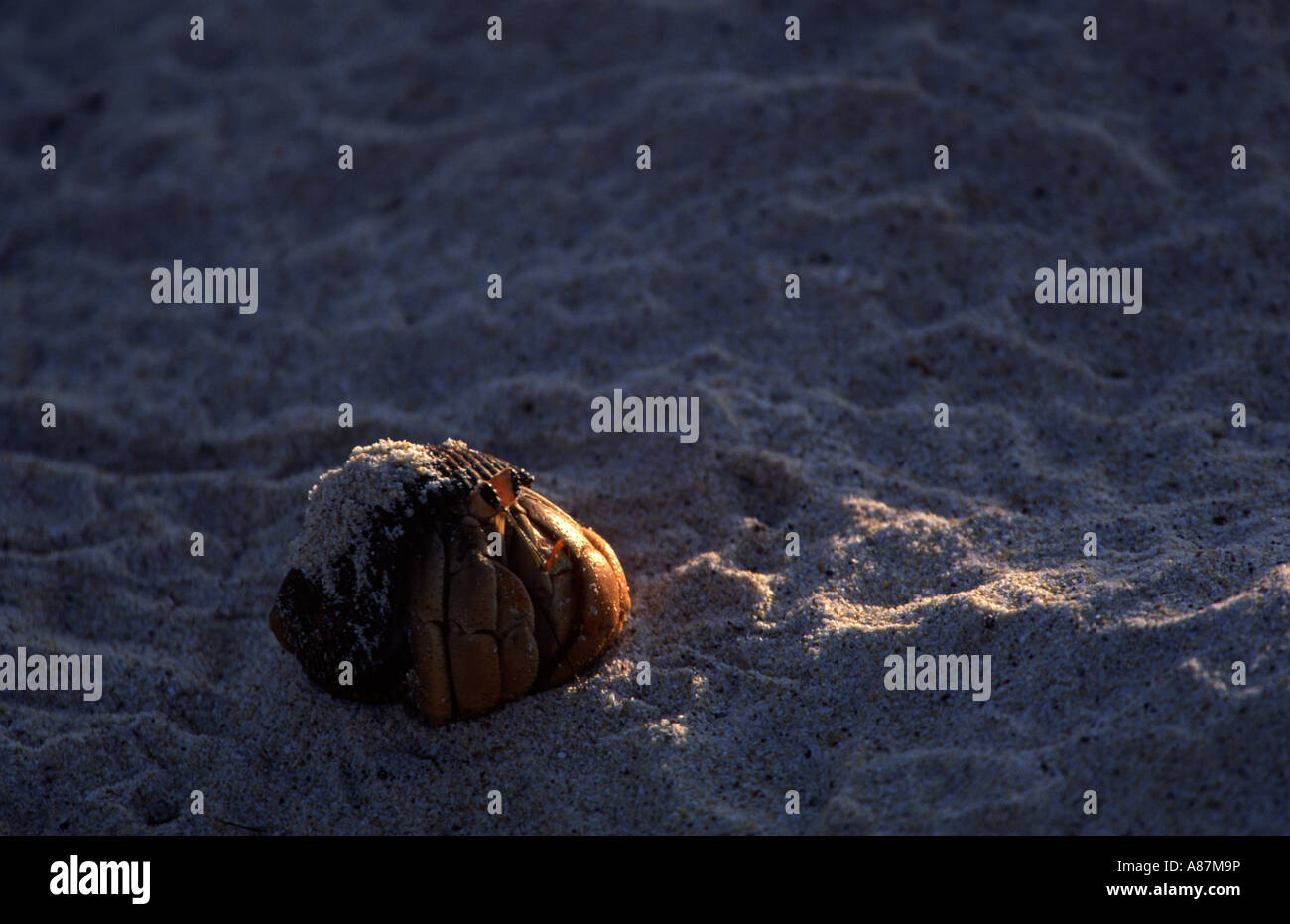 Hermit crab Isabela Galapagos Islands Ecuador South America Einsiedlerkrebs Stock Photo