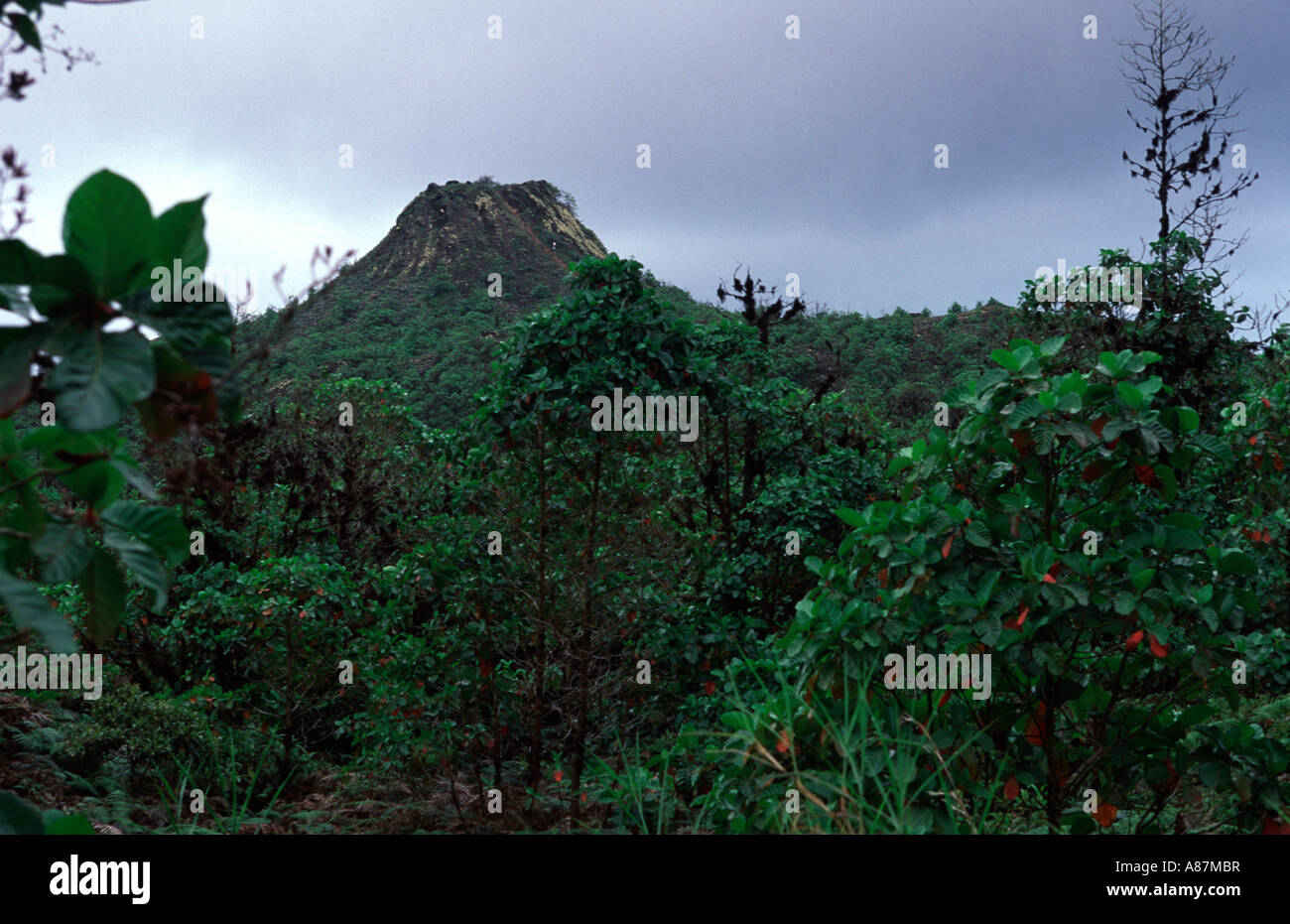 El Puntudo Santa Cruz Galapagos Island Ecuador South America Stock