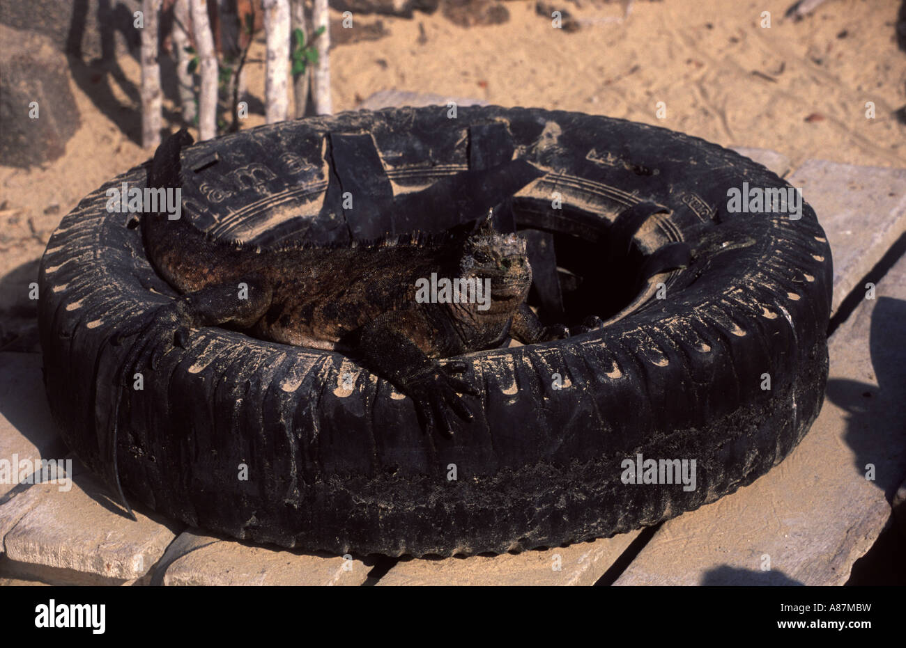 Marine iguana Amblyrhynchus cristatus Galapagos Islands Ecuador South Ameriaca Stock Photo