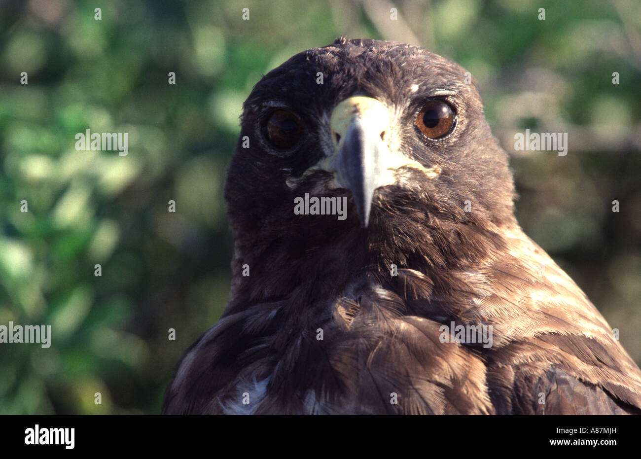 Galapagos hawk islands ecuador hi-res stock photography and images - Alamy