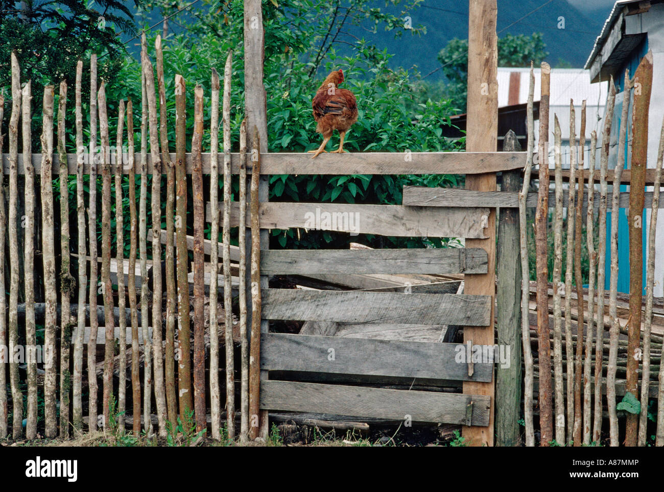 Wooden fences with rooster in a residential section of Chaitén