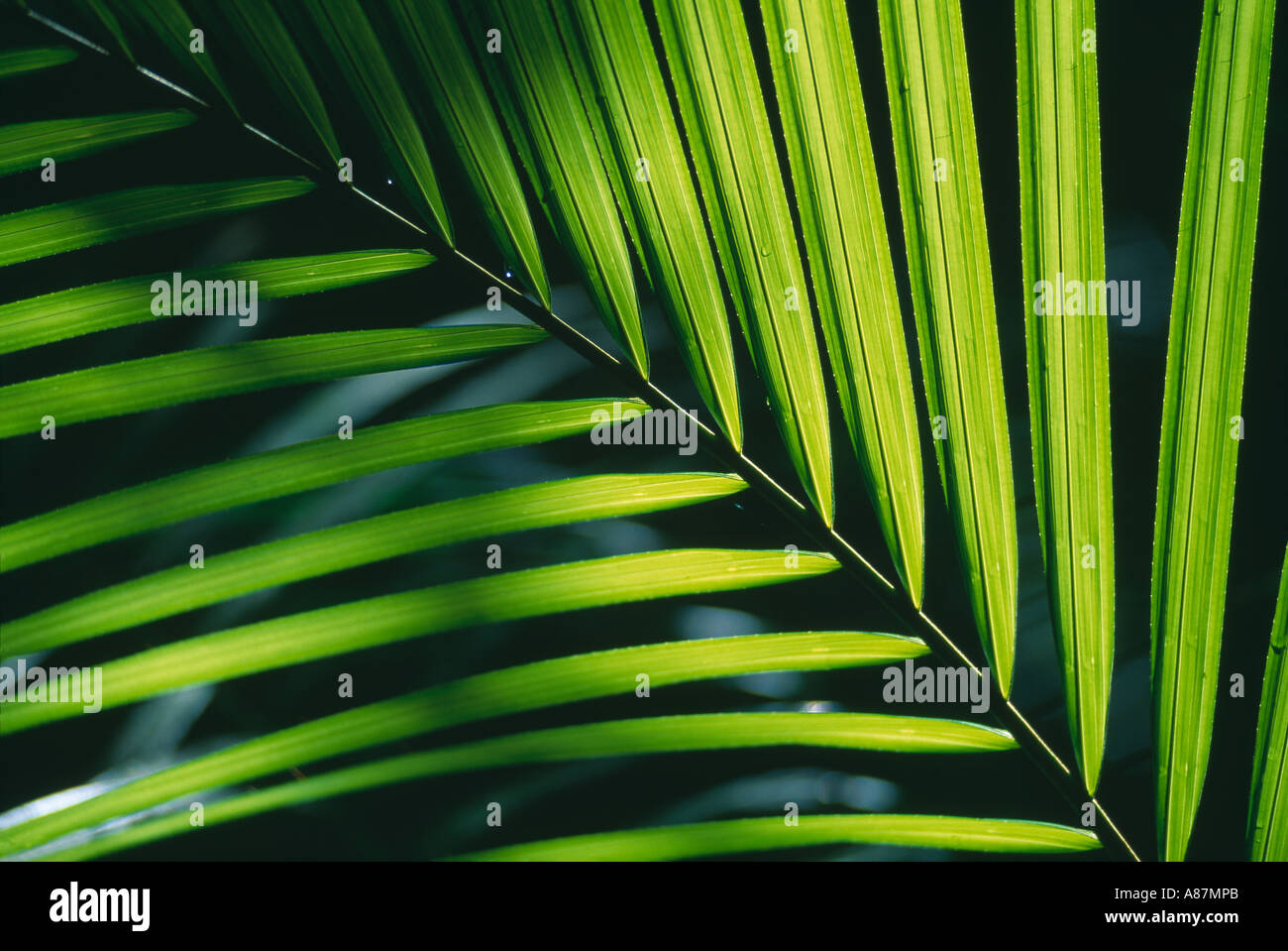 Rainforest leaves hi-res stock photography and images - Alamy