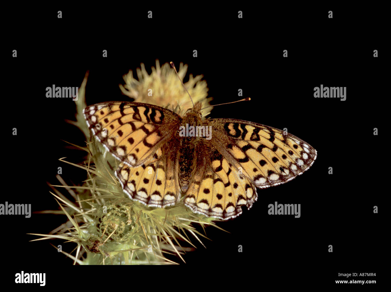 Aphrodite Fritillary Speyeris aphrodite Phantom Canyon Colorado 2 July Nymphalidae Heliconiinae Stock Photo