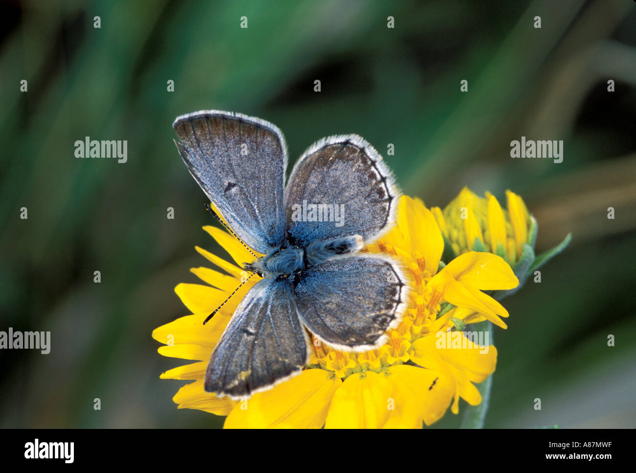 Arctic Blue Agriades glandon podarce Sonora Pass Sierra Nevadas California USA male 16 July Lycaenidae Polyommatinae Stock Photo