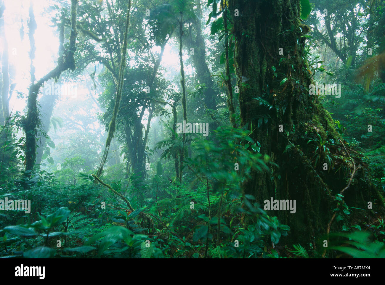 tropical cloudforest Monteverde Biological Reserve Costa Rica Stock Photo