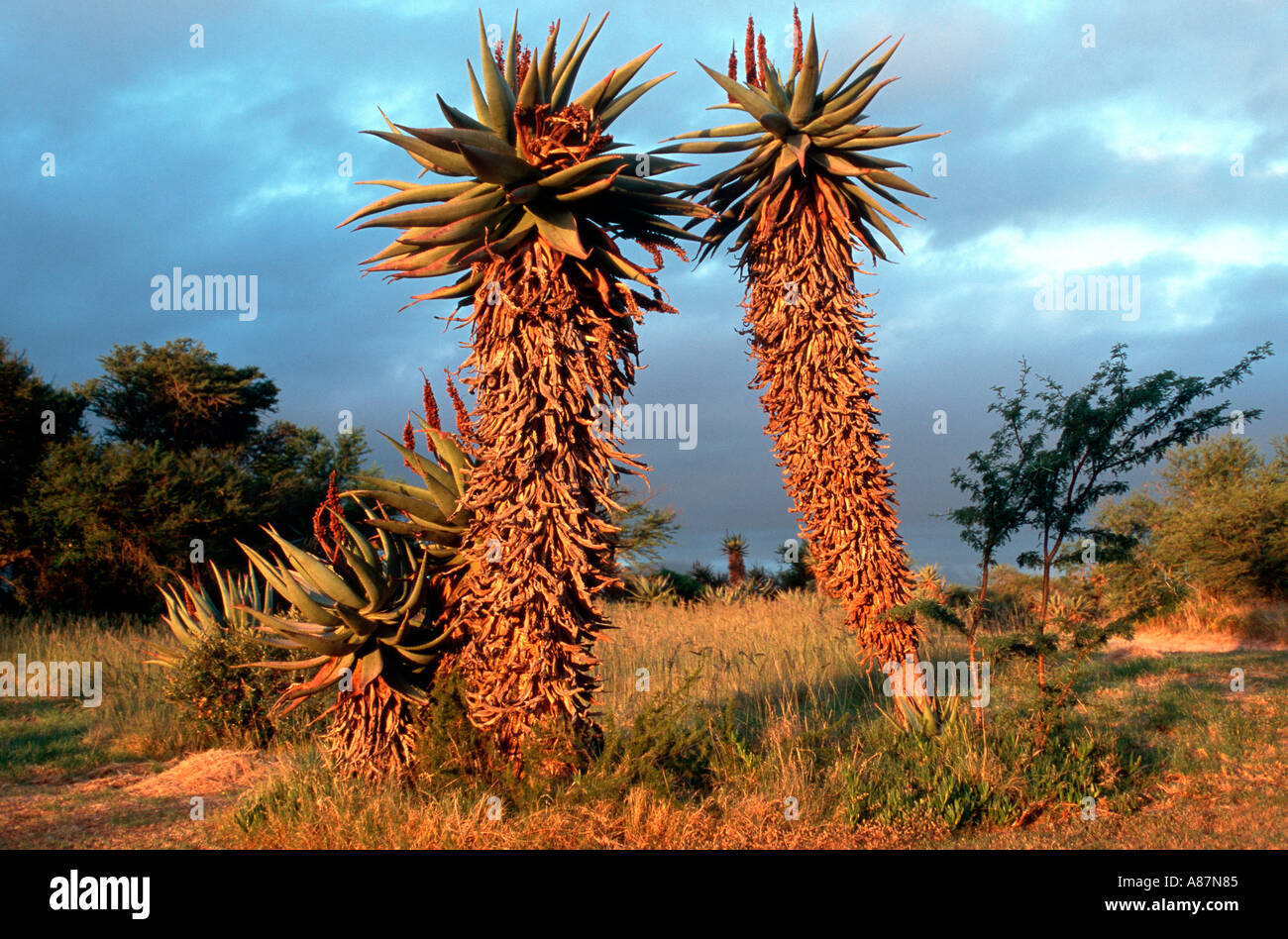 Bitter aloe Aloe ferox Bontebok National Park Western Cape South Africa Stock Photo
