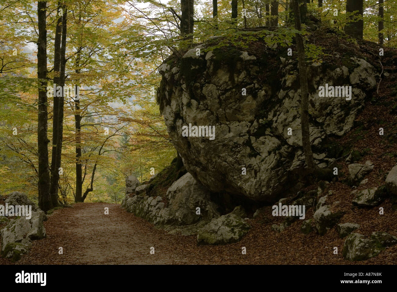 Huge stones on the way round Lake Bohinji Stock Photo - Alamy