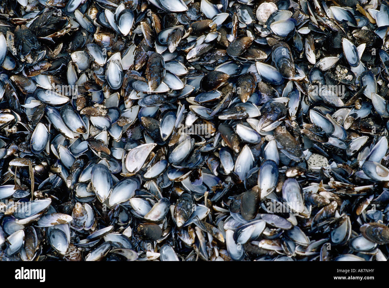 Muscle shells on a beach in La Arena Patagonia Chile Stock Photo