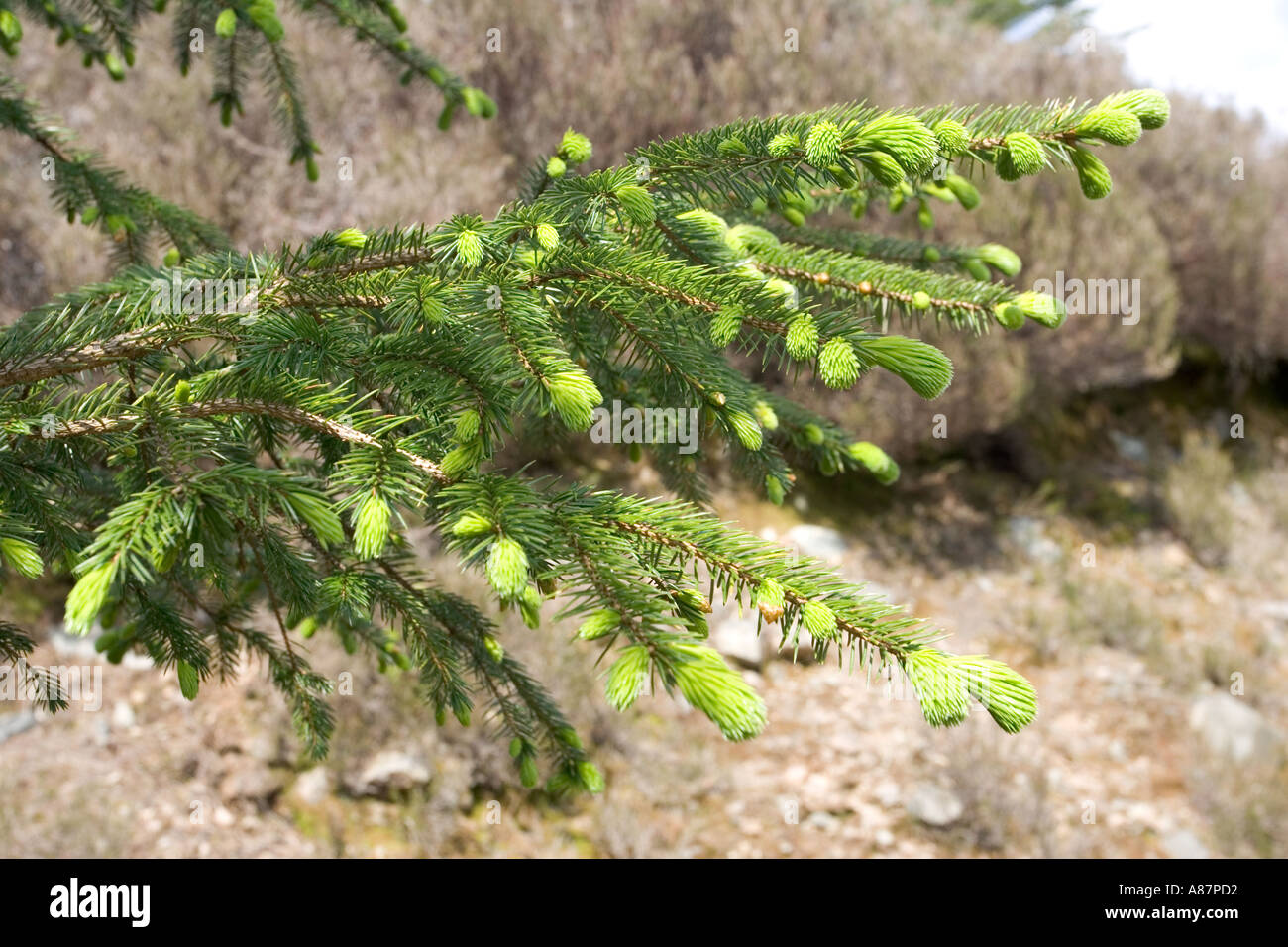 New growth on young pines Isle of Skye Scotland Stock Photo - Alamy