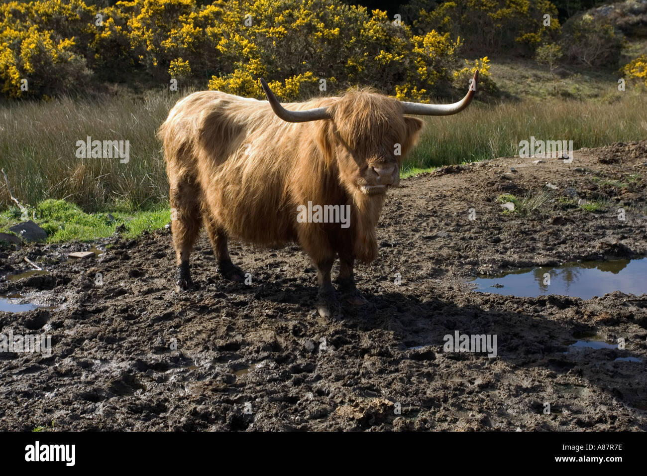 Highland cow Bos taurus Isle of Skye Scotland UK Stock Photo - Alamy