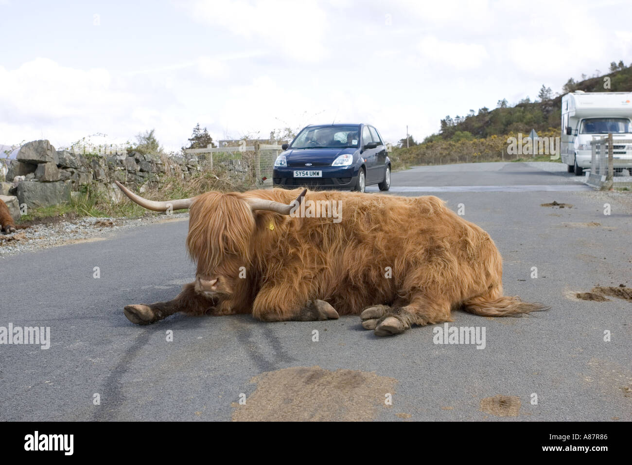 Highland cow sitting in the middle of the road blocking traffic Bos taurus Isle of Skye UK Scotland Stock Photo