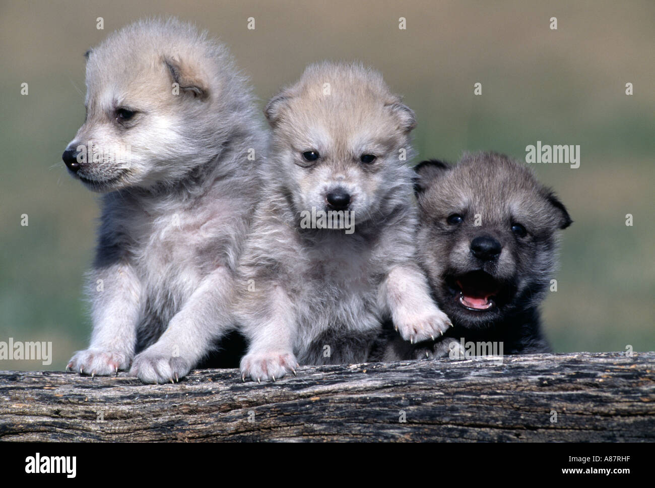 Cute Gray Wolf Pups Cute Gray Wolf Pups