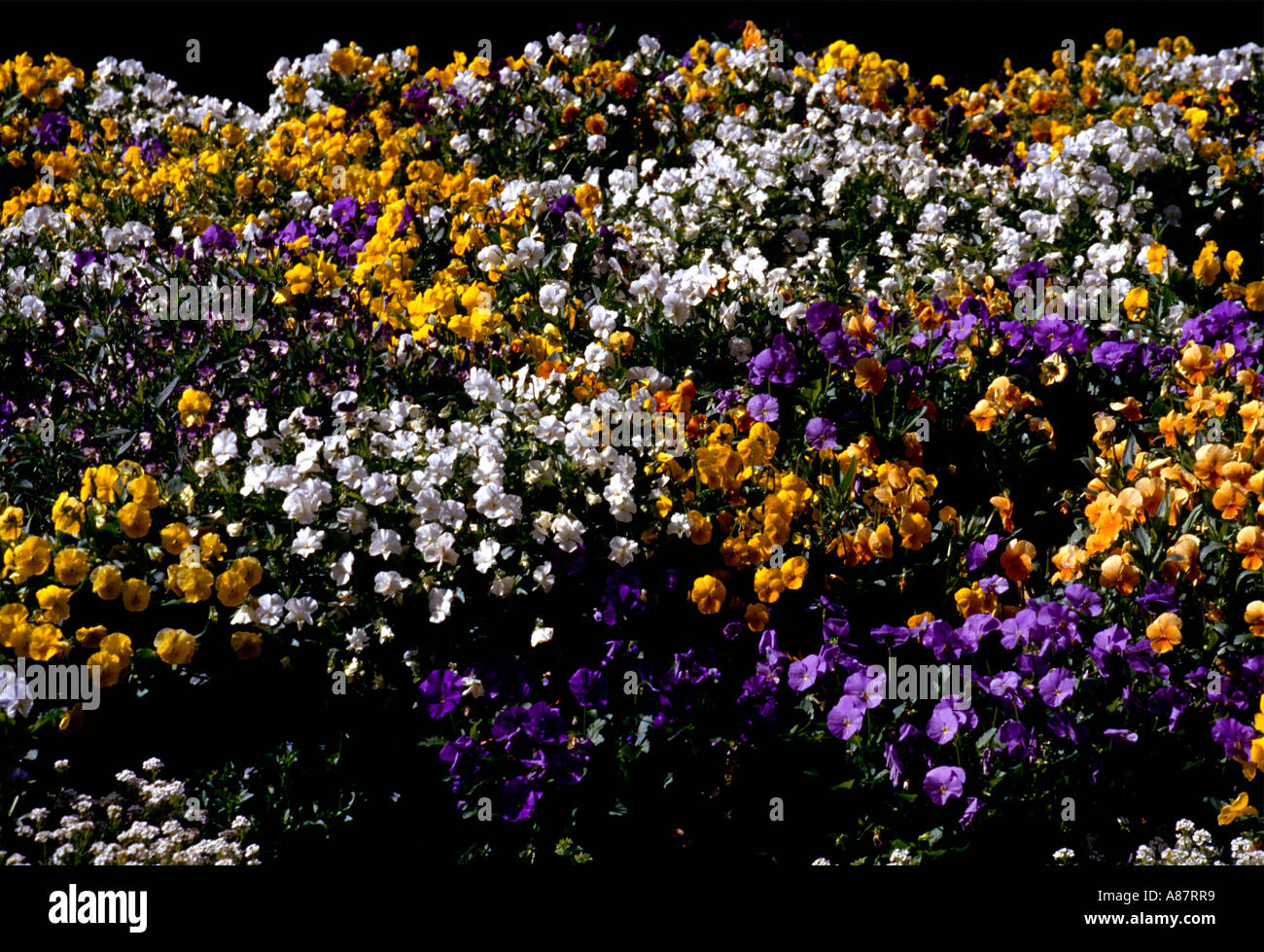 Melbourne Australia Royal Botanical Gardens Flowers Stock Photo Alamy