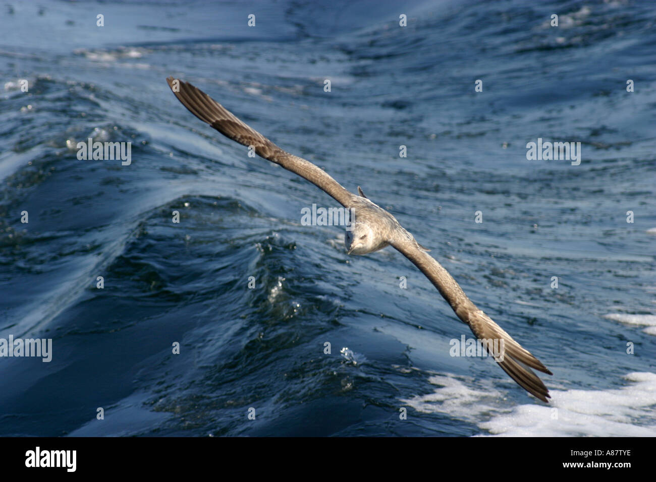 Flight bird birds glide hi-res stock photography and images - Alamy
