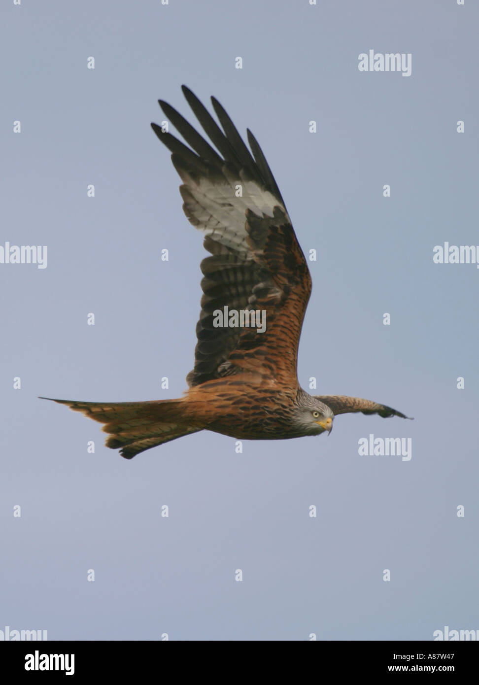 Red Kit in Flight Stock Photo - Alamy
