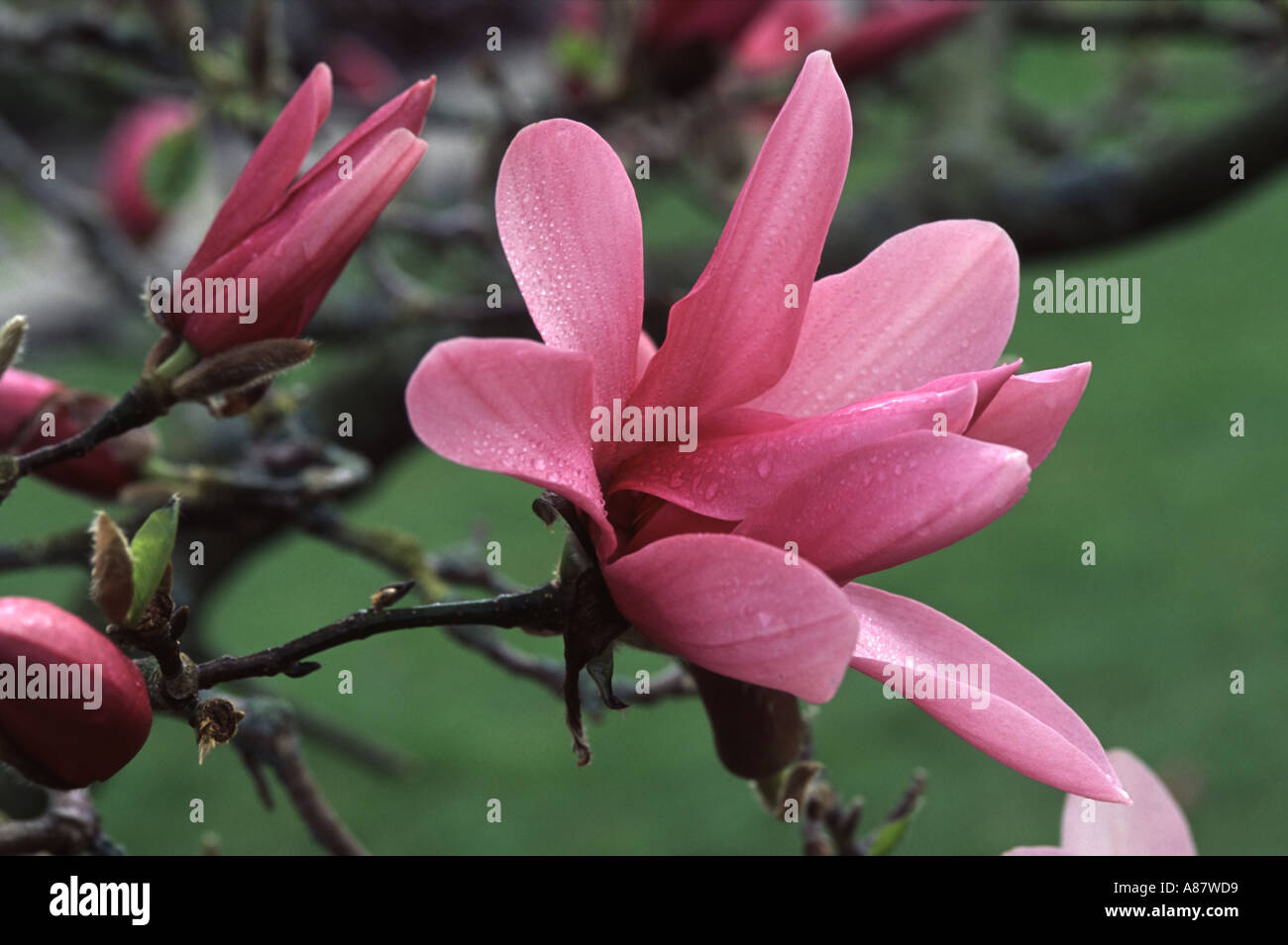 Magnolia caerhays SURPRISE Stock Photo