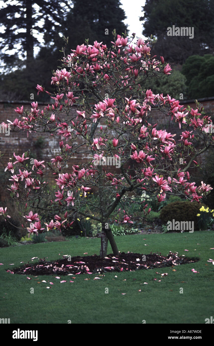 Magnolia caerhays SURPRISE Stock Photo