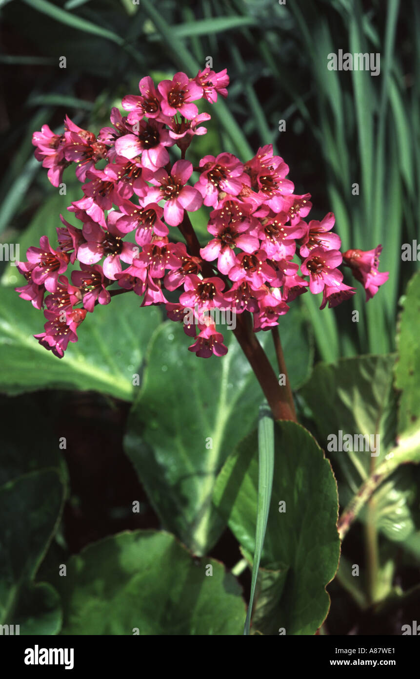An unknown variety of Bergenia, Stock Photo