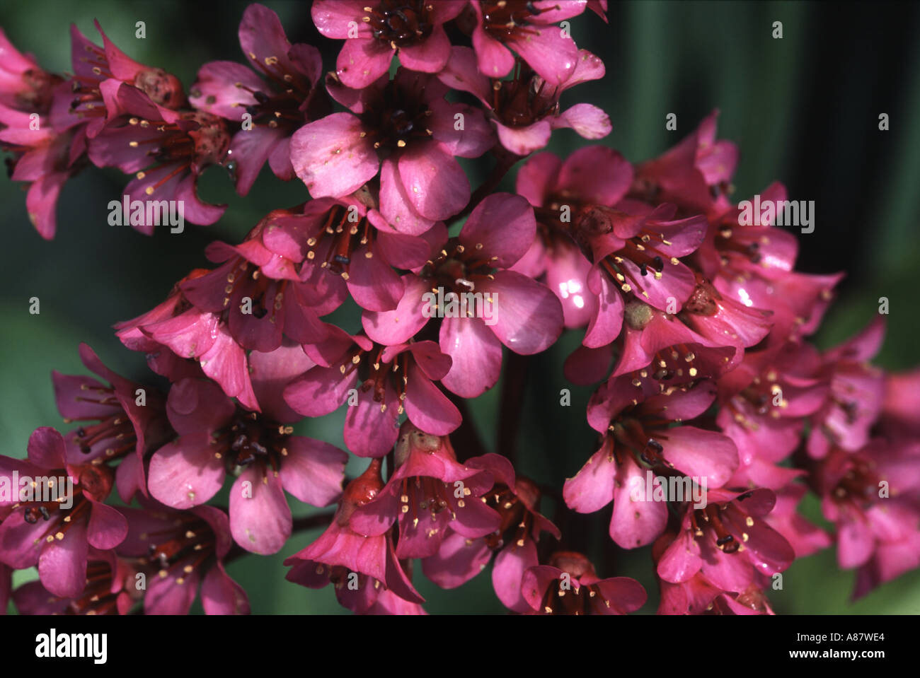 An unknown variety of Bergenia. Stock Photo