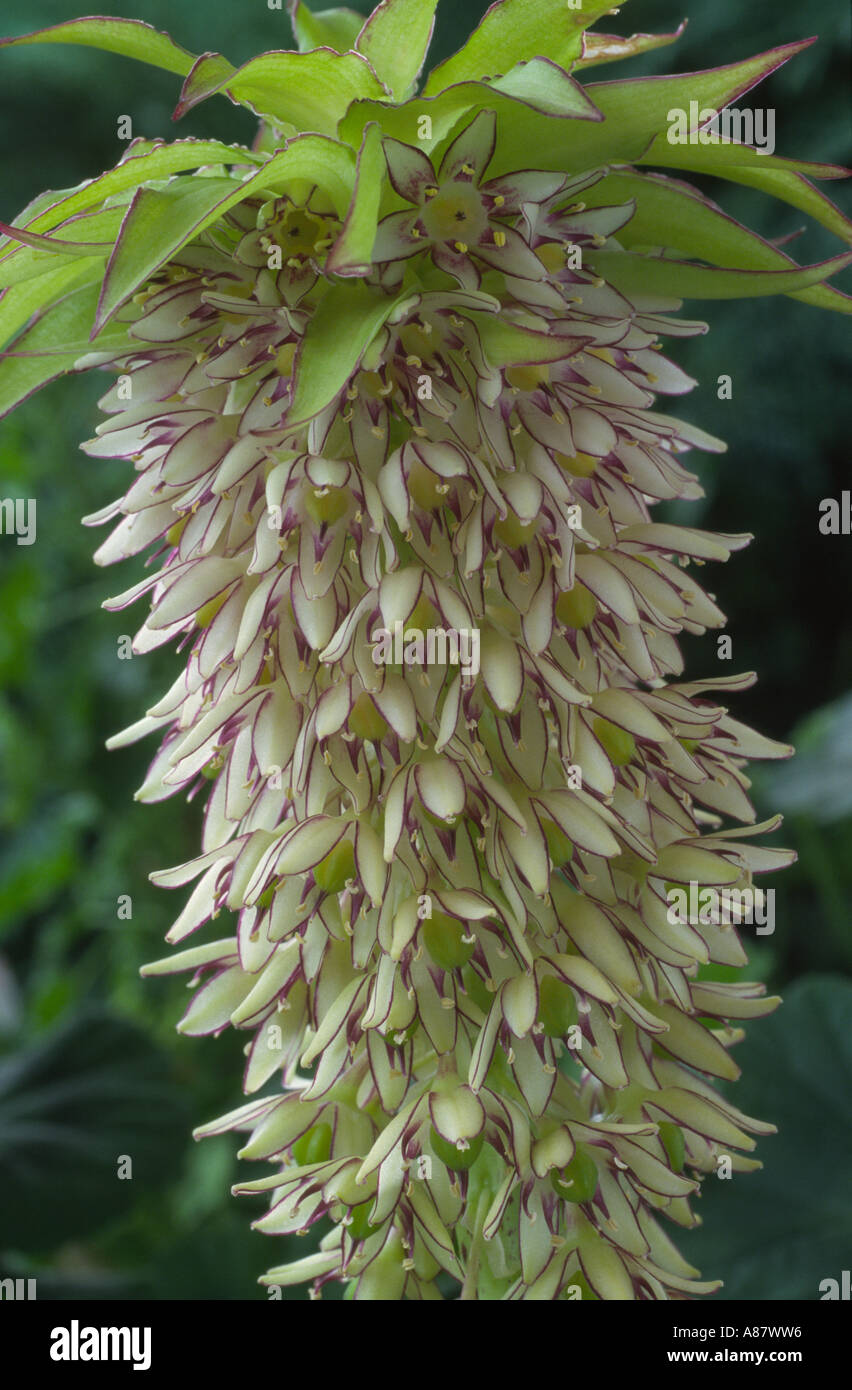 bicolor pineapple flower hires stock photography and images