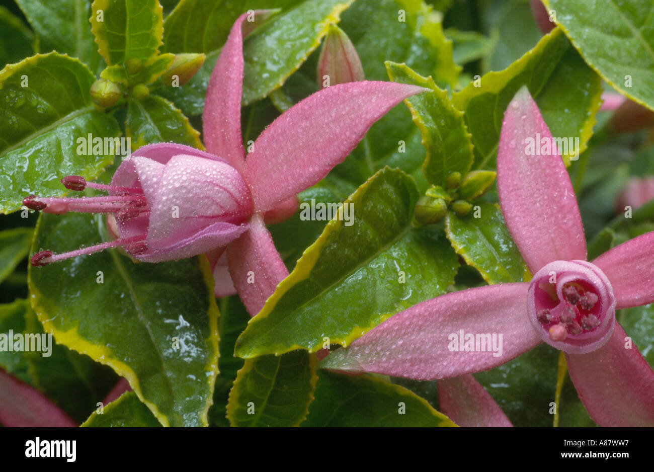Fuchsia 'Abbigayle Reine' Stock Photo