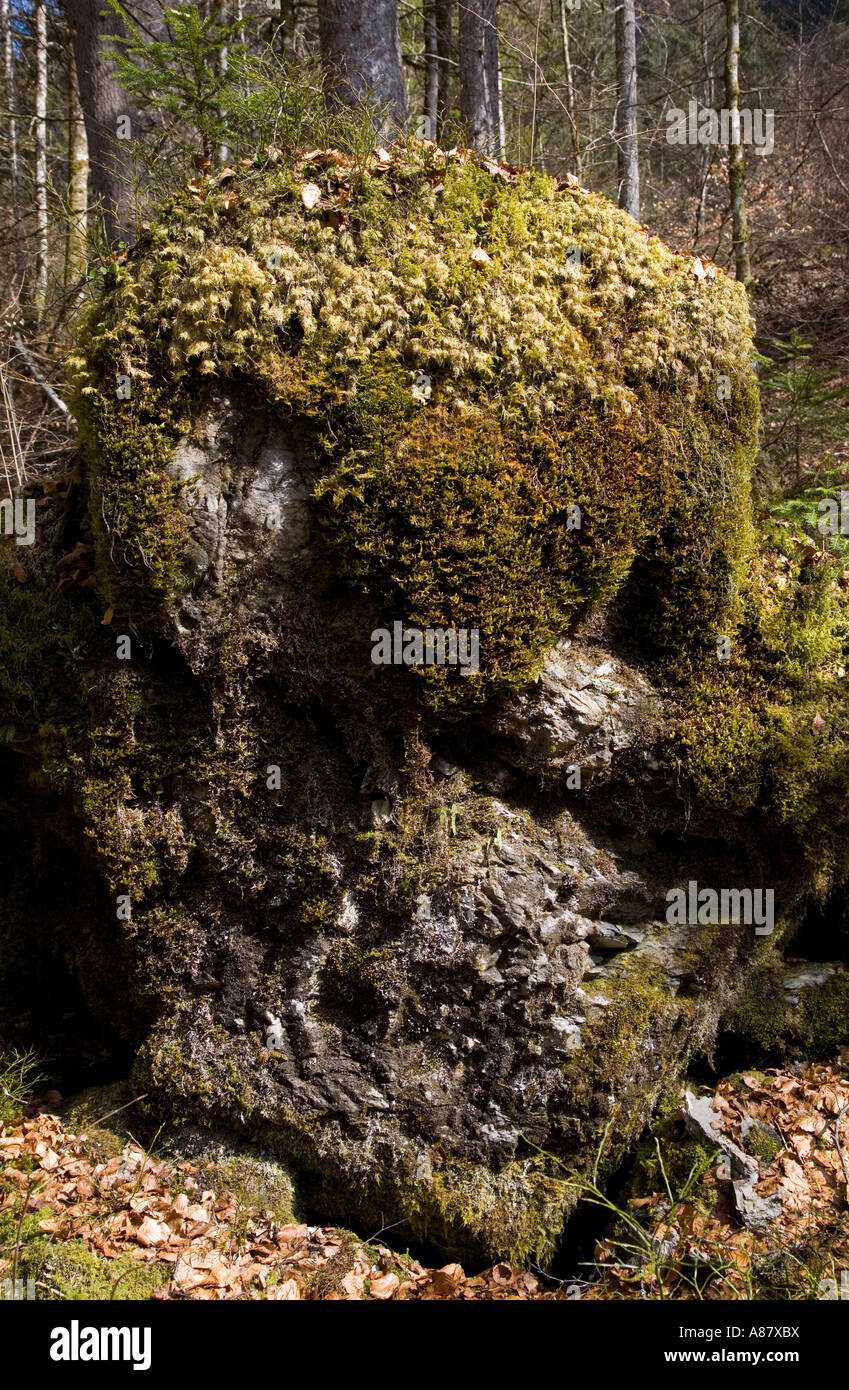 Lichen and moss covered rock in the French alps. Stock Photo