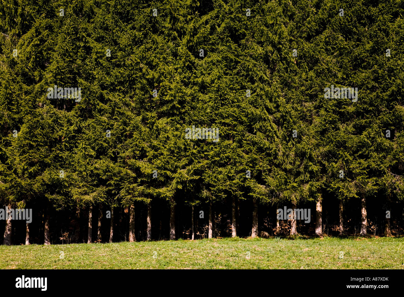 Fir tree boundary hires stock photography and images Alamy
