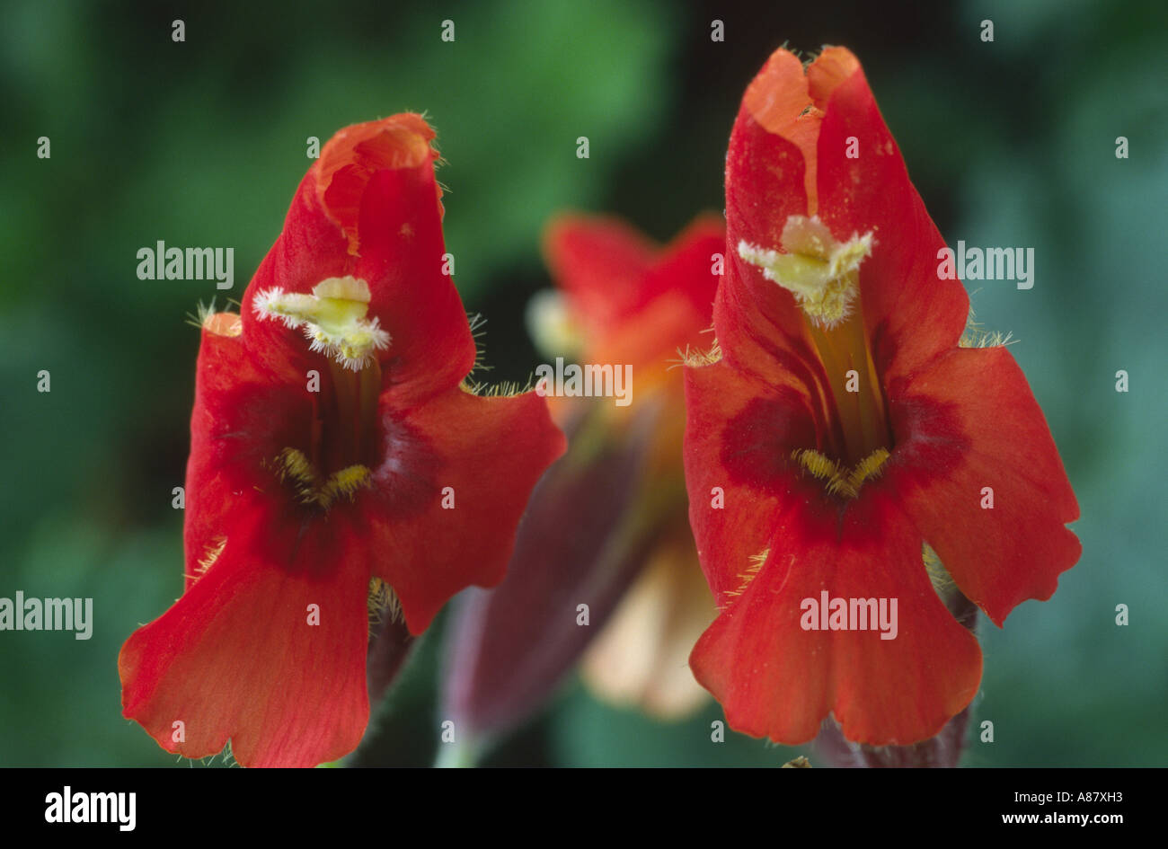 Mimulus cardinalis. AGM Scarlet monkey flower. Stock Photo