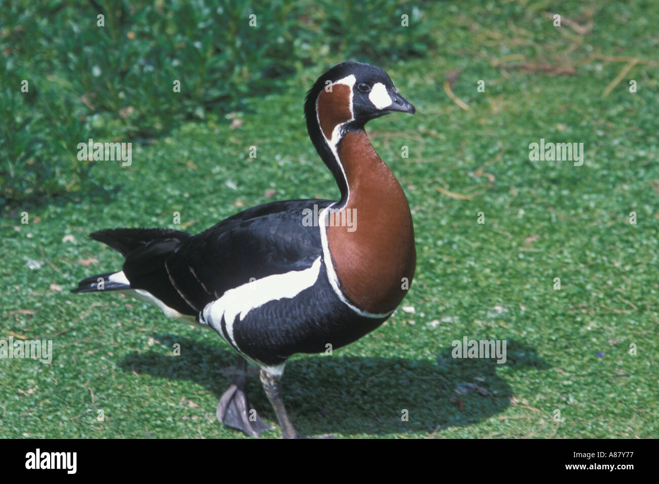 Harlequin Duck Histrionicus histrionicus Walking Stock Photo