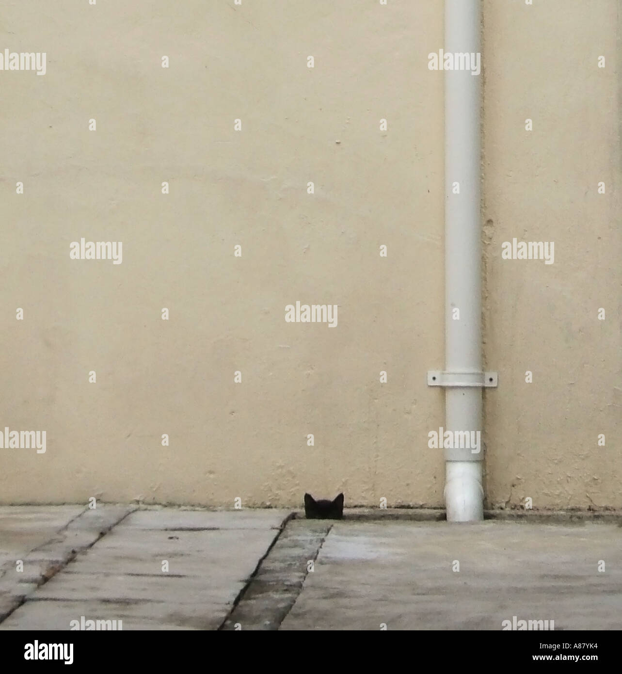 Cats ears sticking out of drain Stock Photo Alamy