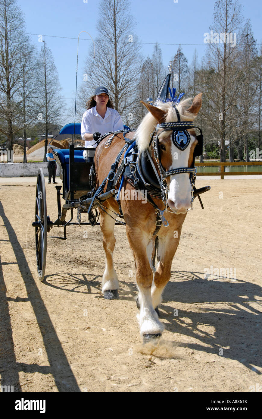 Draft Horse show features wagon pulling competition in equestrian