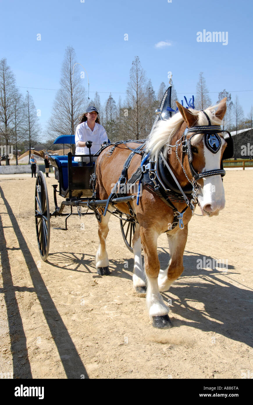 Draft Horse show features wagon pulling competition in equestrian