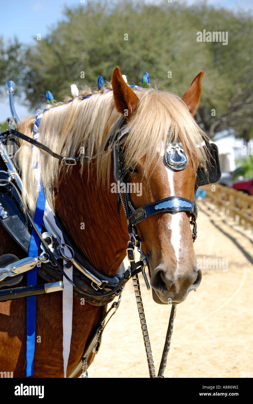 Draft Horse show features wagon pulling competition in equestrian