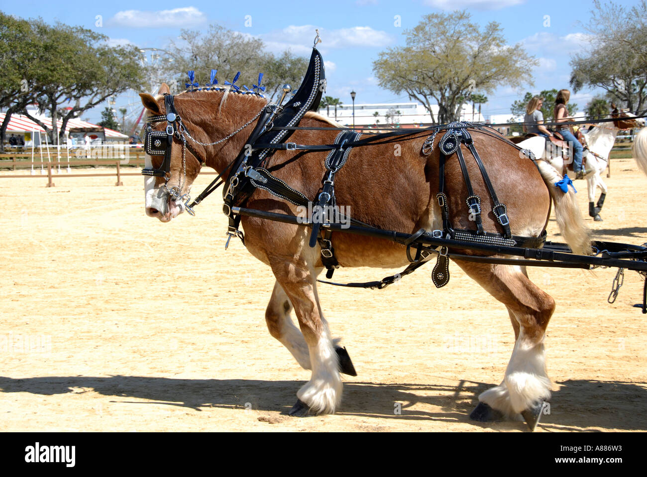 Draft Horse show features wagon pulling competition in equestrian