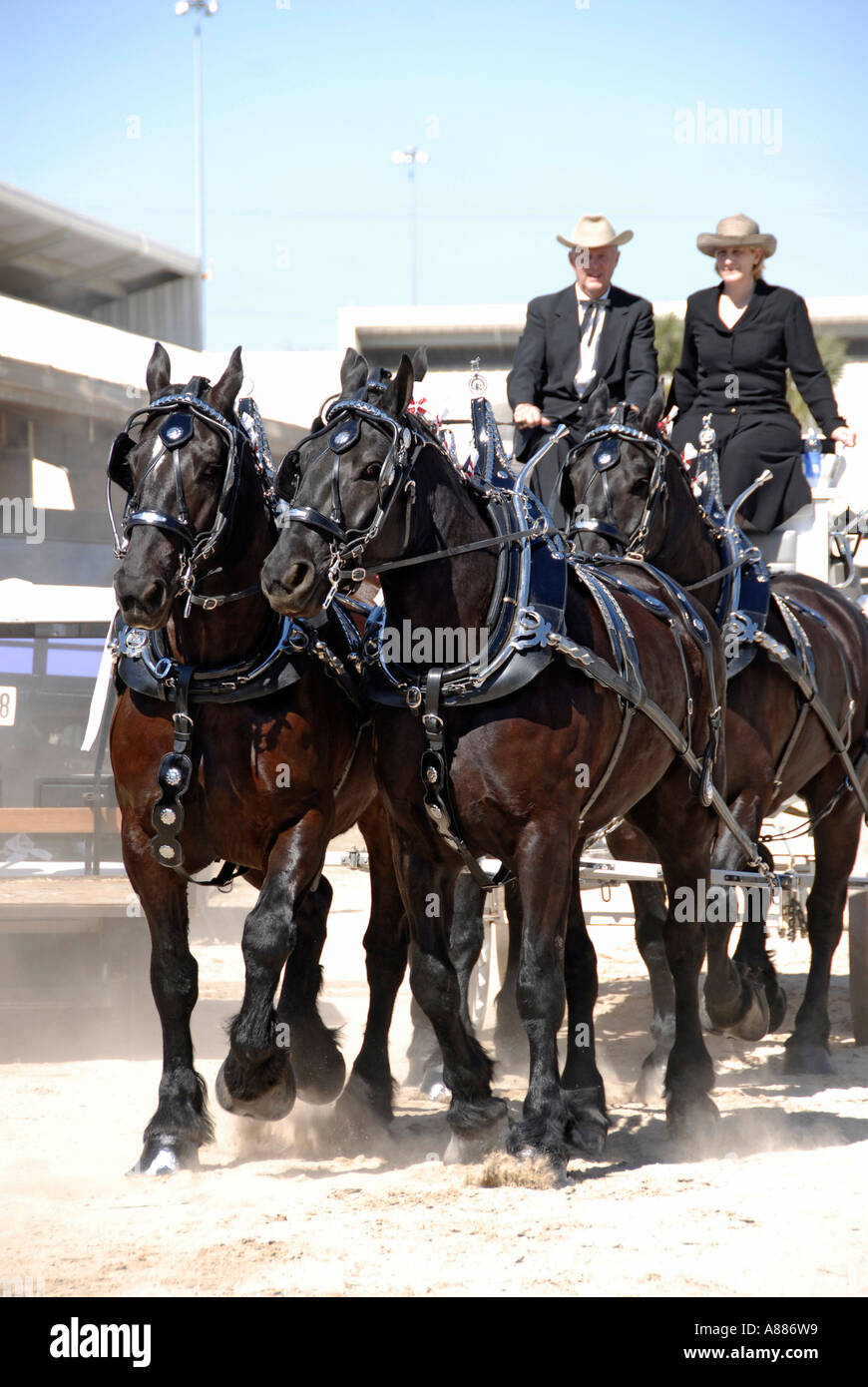 Draft Horse show features wagon pulling competition in equestrian