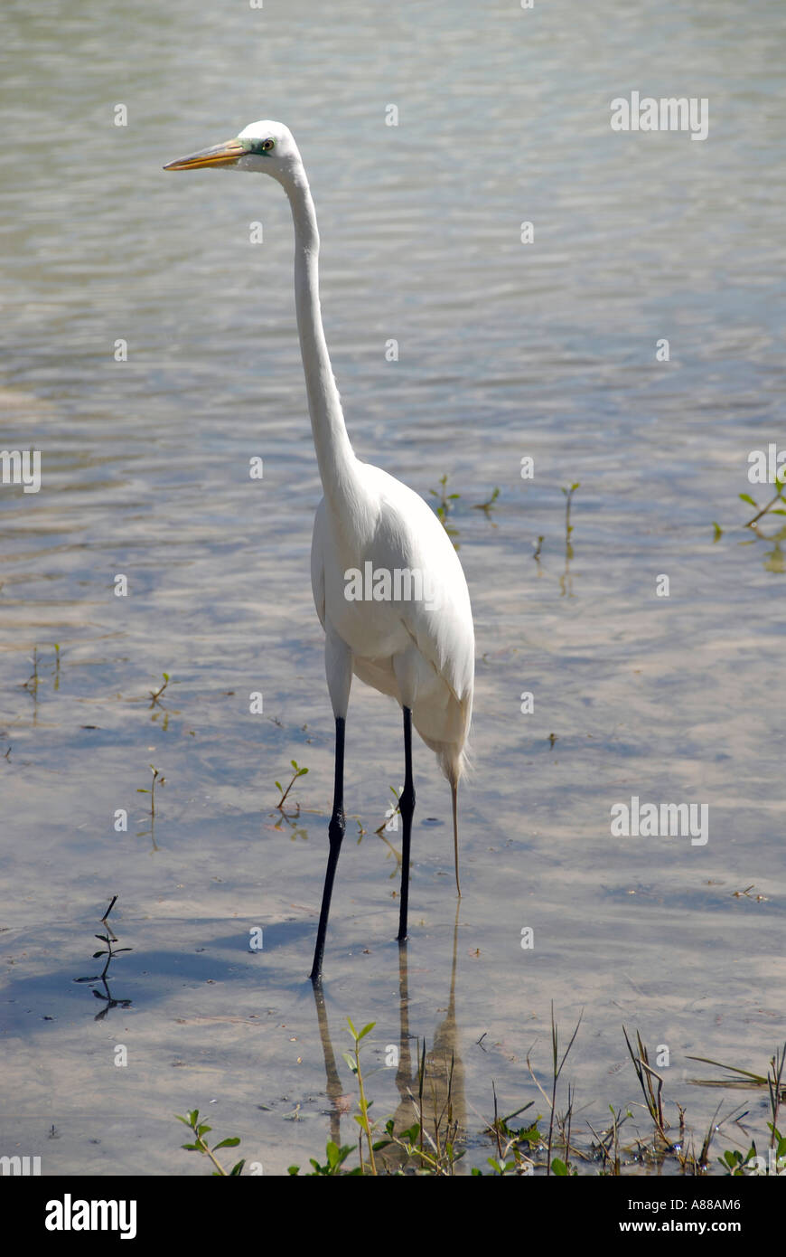 Great White Heron in Ocala National Forest Florida Stock Photo