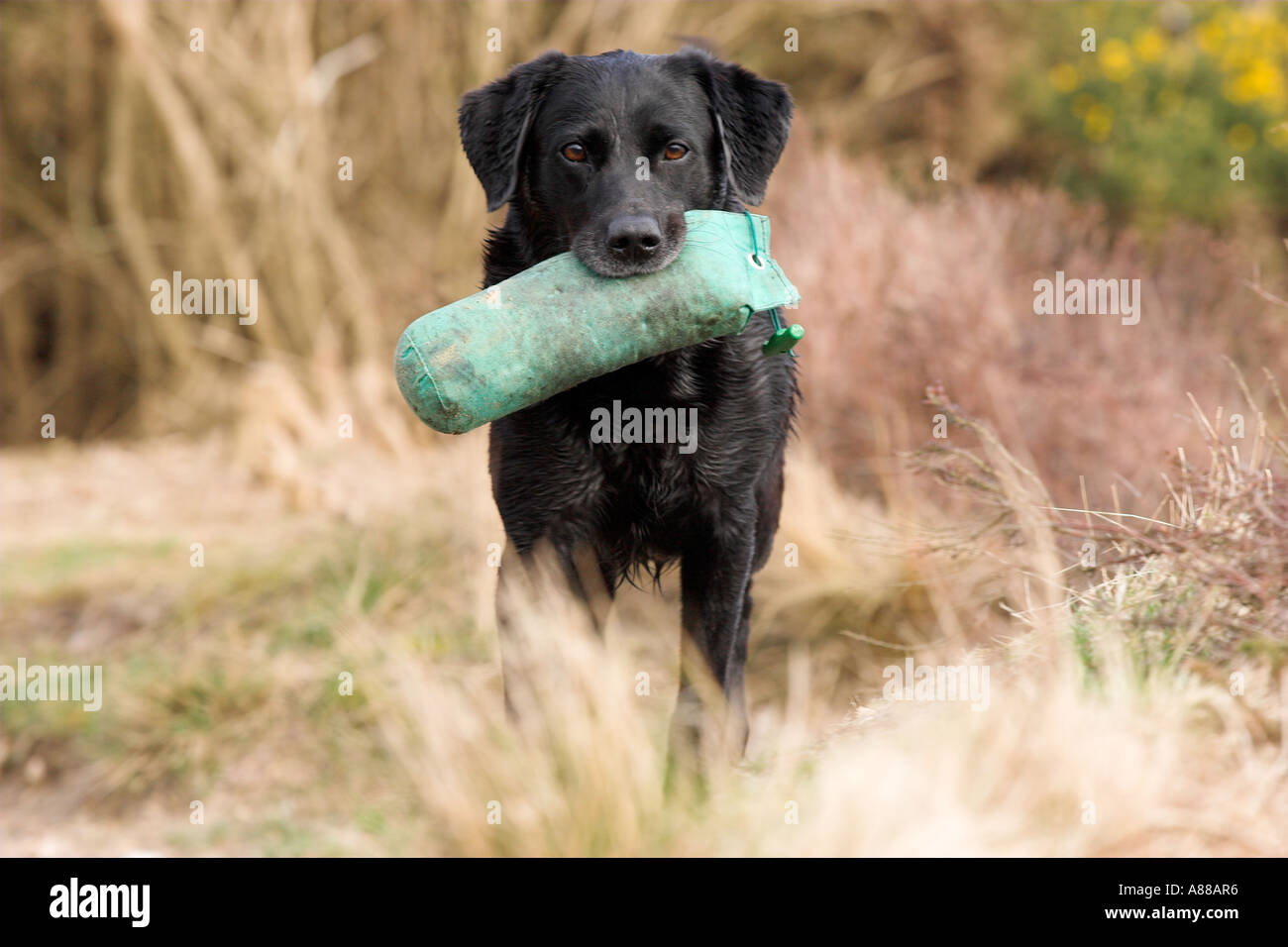 Labrador Gundog Training To Receive Dummy Stock Photo Alamy