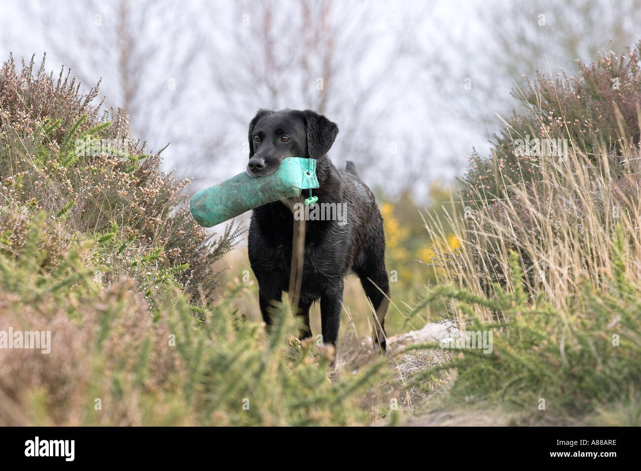 Labrador Gundog Training To Receive Dummy Stock Photo Alamy