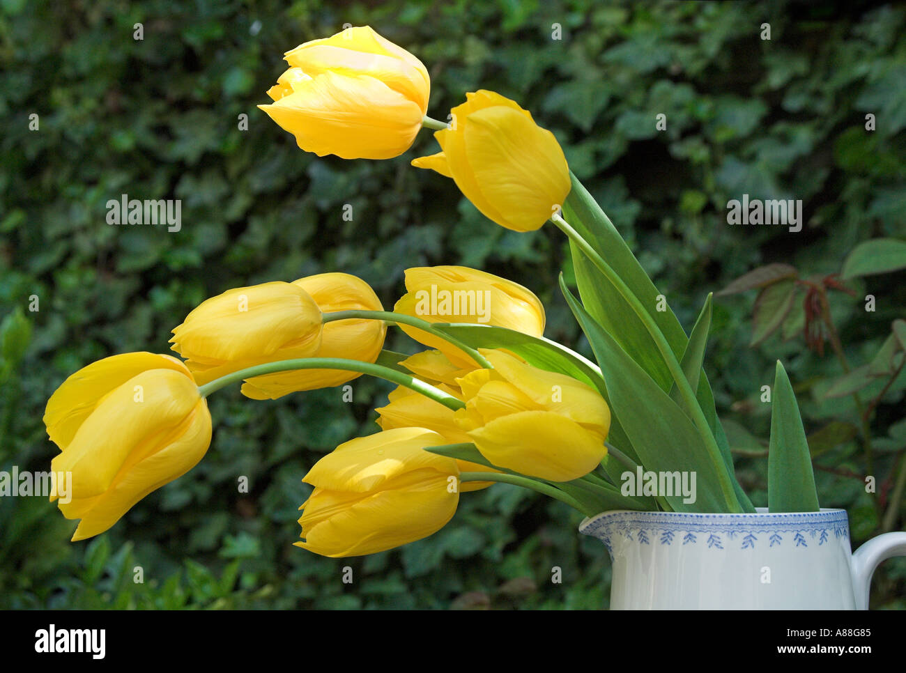 Blue jug flower hires stock photography and images Alamy