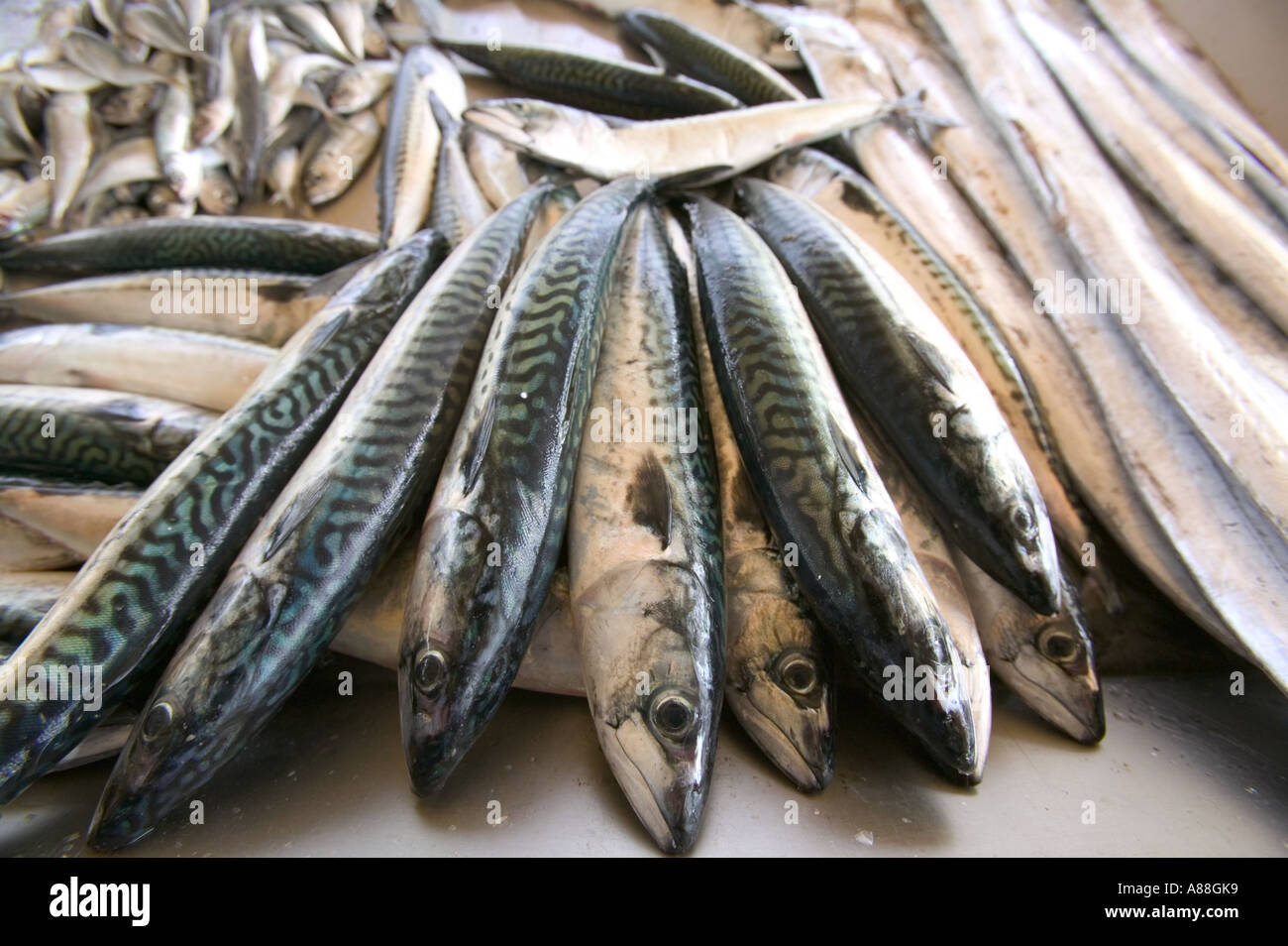Mackerel and other fish on sale in the Aveiro fish market, portugal