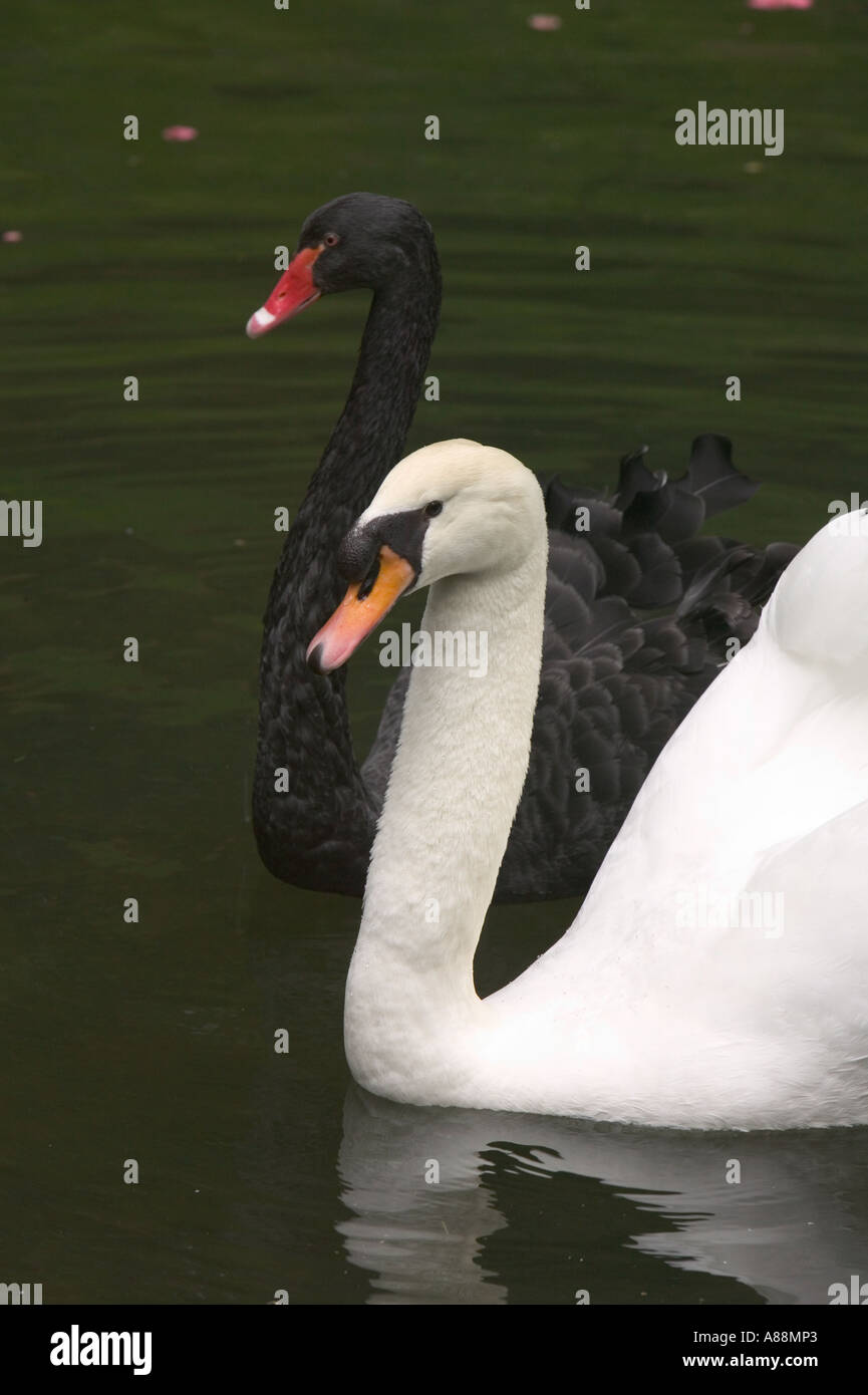 Black and white swans in the gardens of the Bussaco forest, Luso, portugal Stock Photo