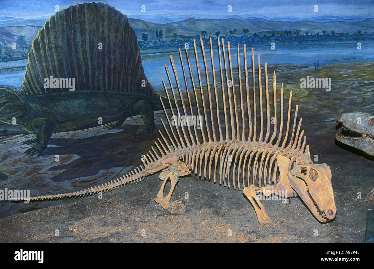Dinosaur Dimetrodon grandis ancestor of the Early Permian period At