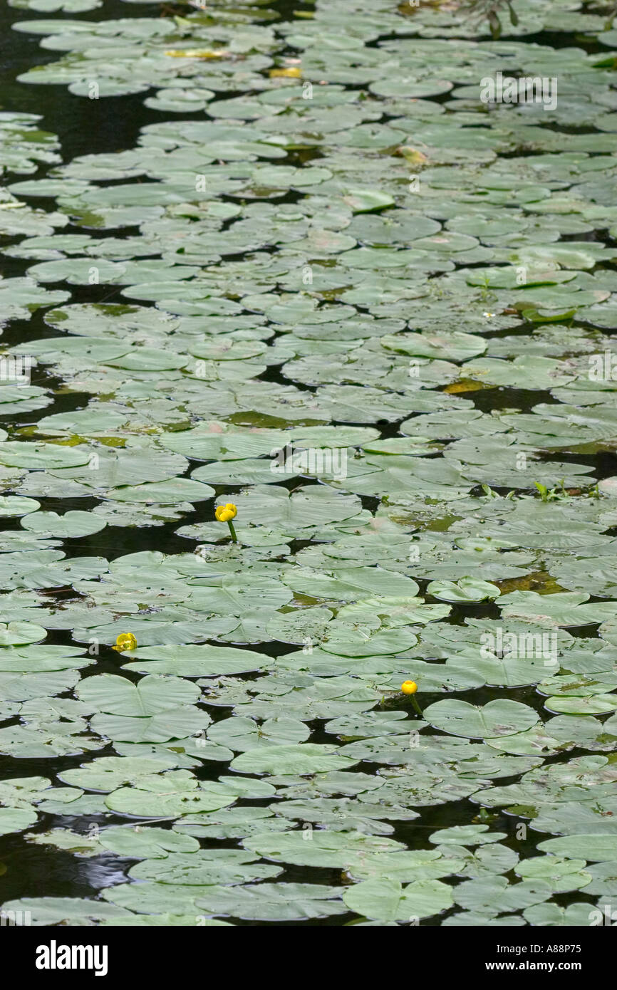 Large leaf floating on water hi-res stock photography and images - Alamy