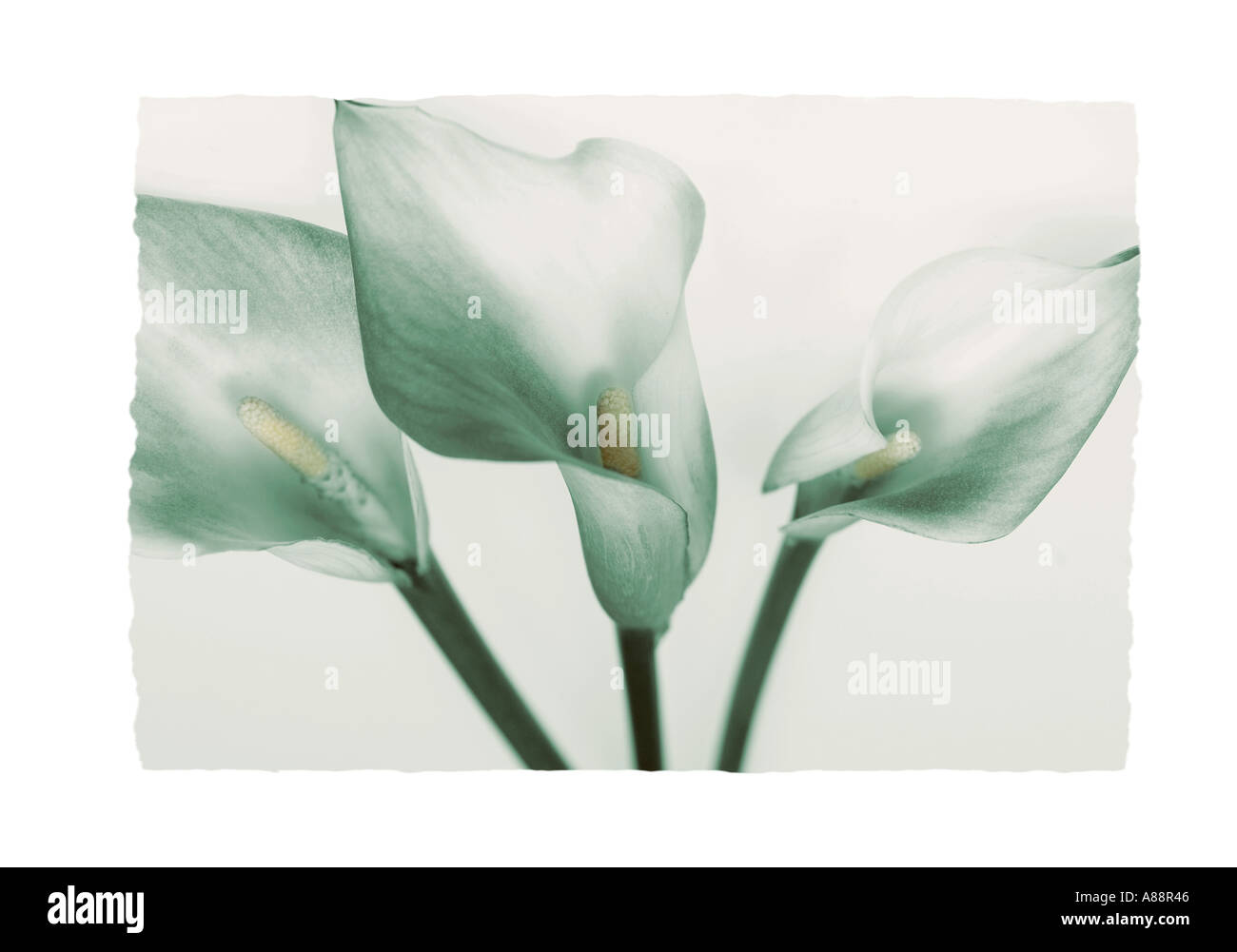 Zantedeschia rehmannii Arum Lily with toning Stock Photo