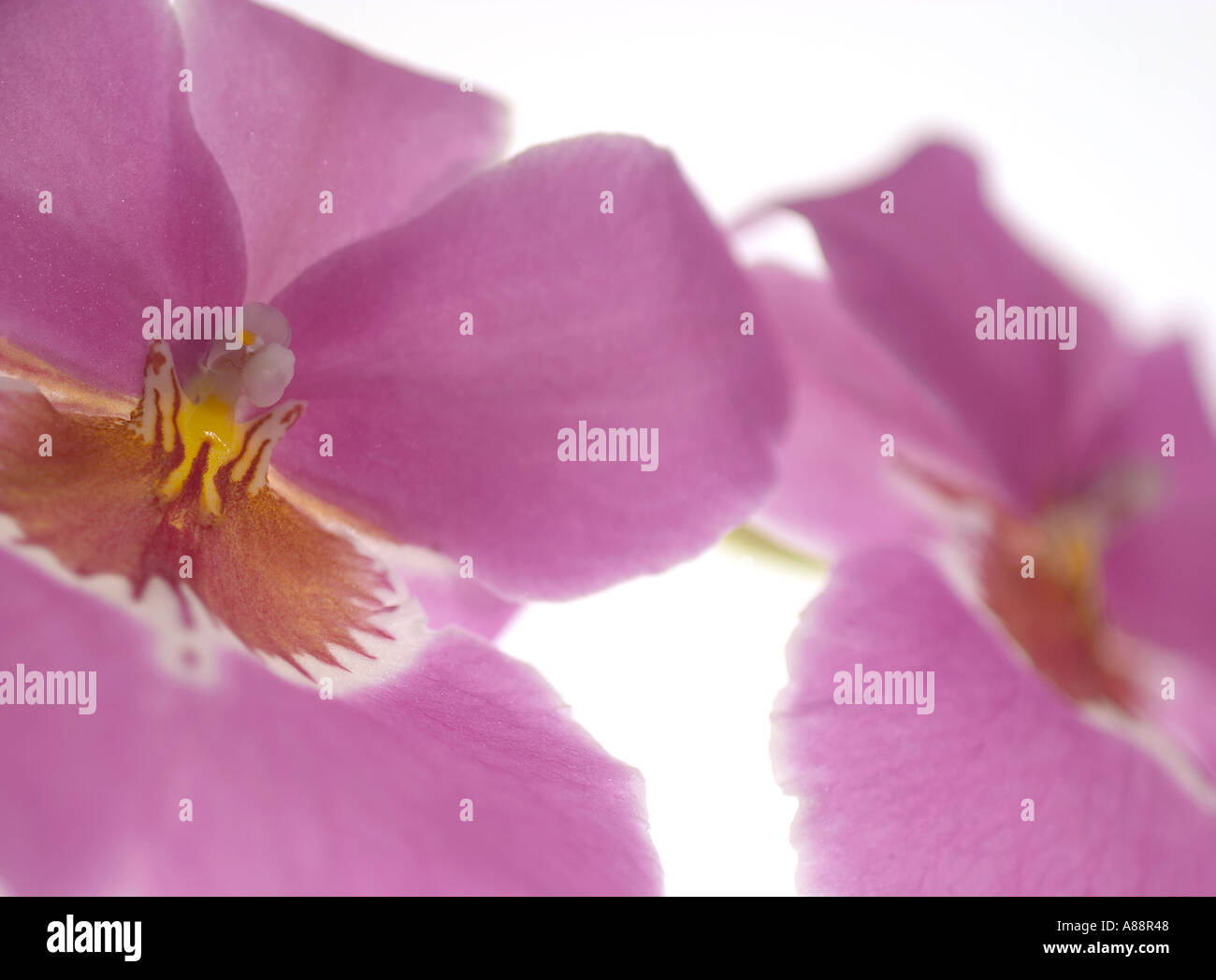 Pink Miltonia Orchids Flowers Stock Photo